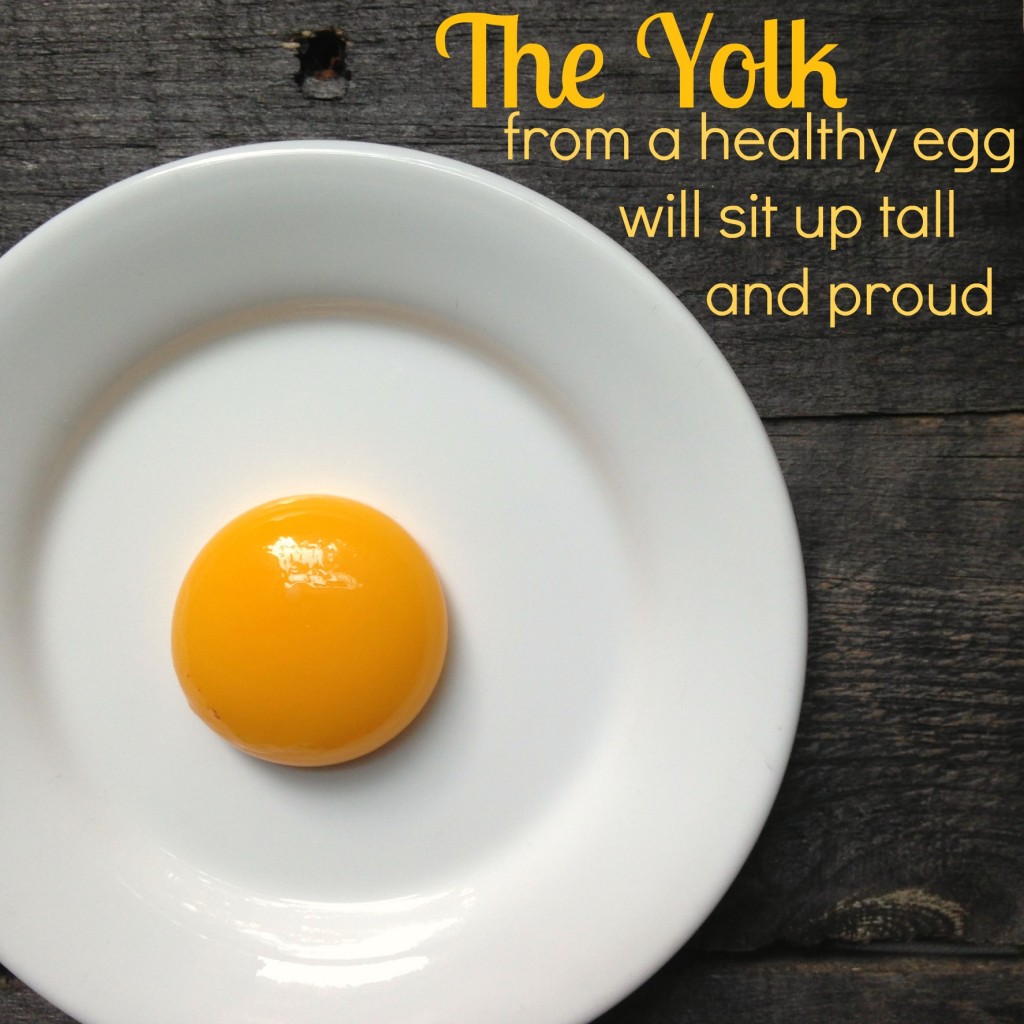 yolk